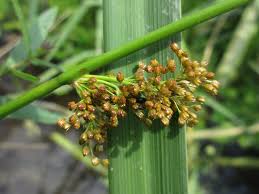 Attēlu rezultāti vaicājumam “Juncaceae”