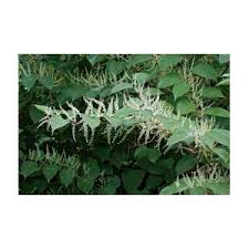 Attēlu rezultāti vaicājumam “Reynoutria sachalinensis flower”