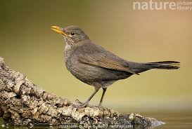 Attēlu rezultāti vaicājumam “Turdus merula female”