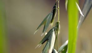 Attēlu rezultāti vaicājumam “Avena sativa”