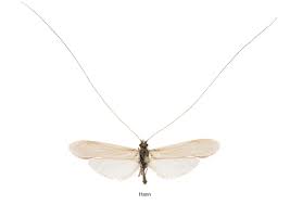 Attēlu rezultāti vaicājumam “Oecetis ochracea”