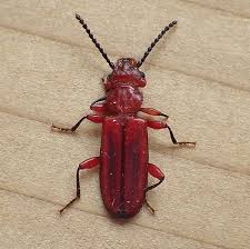 Attēlu rezultāti vaicājumam “Cucujidae”