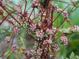 Attēlu rezultāti vaicājumam “Cuscuta europaea flower”
