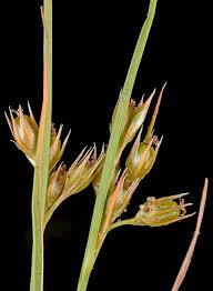 Attēlu rezultāti vaicājumam “Juncus compressus fruit”