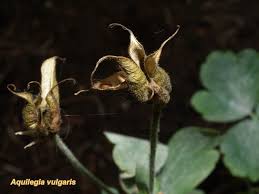 Attēlu rezultāti vaicājumam “Aquilegia vulgaris bud”