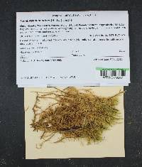 Attēlu rezultāti vaicājumam “Tomentypnum nitens”