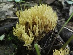 Attēlu rezultāti vaicājumam “Stemonitis pallida var. rubescens macro”