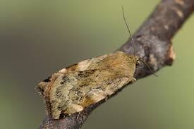 Attēlu rezultāti vaicājumam “Cryptocala chardinyi”