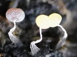 Attēlu rezultāti vaicājumam “Physarum viride var. incanum macro”