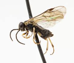 Attēlu rezultāti vaicājumam “Tenthredinidae”