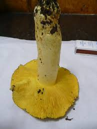 Attēlu rezultāti vaicājumam “Tricholoma flavovirens”