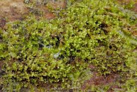 Attēlu rezultāti vaicājumam “Lophozia ascendens”