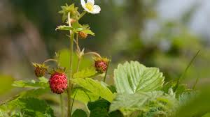 Attēlu rezultāti vaicājumam “Fragaria vesca flower”