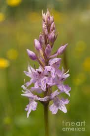 Attēlu rezultāti vaicājumam “Dactylorhiza fuchsii”