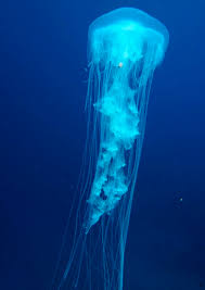 Image result for Phacellophora camtschatica