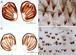 Attēlu rezultāti vaicājumam “Diacrisia sannio larva”