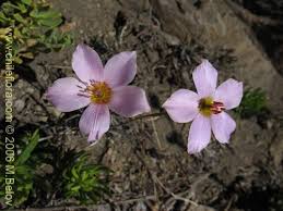 Attēlu rezultāti vaicājumam “Portulacaceae”
