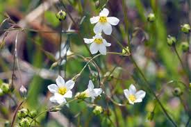 Attēlu rezultāti vaicājumam “Linum catharticum flower”