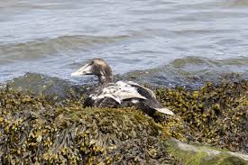 Attēlu rezultāti vaicājumam “Somateria mollissima juvenile”