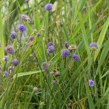 Image result for Succisa pratensis