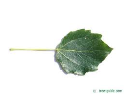 Attēlu rezultāti vaicājumam “Populus x canescens”