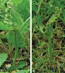 Attēlu rezultāti vaicājumam “Botrychium matricariifolium”