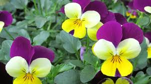 Attēlu rezultāti vaicājumam “Viola x williamsii flower”