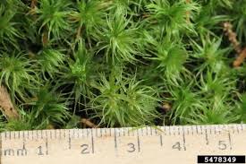 Attēlu rezultāti vaicājumam “Dicranum polysetum”