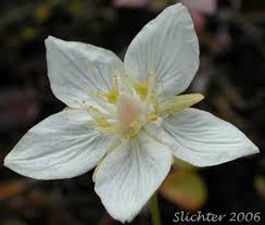 Attēlu rezultāti vaicājumam “Parnassia palustris flower”