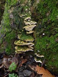 Attēlu rezultāti vaicājumam “Oxyporus”