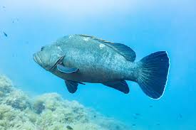 Image result for Epinephelus marginatus