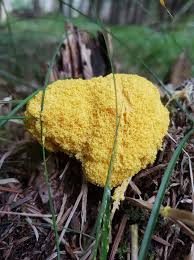 Attēlu rezultāti vaicājumam “Amaurochaete atra”