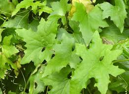 Attēlu rezultāti vaicājumam “Oenothera rubricauli leaf”