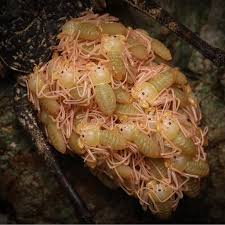 Attēlu rezultāti vaicājumam “Trichia ambigua”