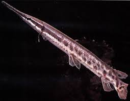 Image result for Atractosteus spatula