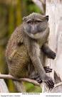 Allen's Swamp Monkey