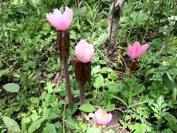 Attēlu rezultāti vaicājumam “Podophyllum hexandrum fruit”