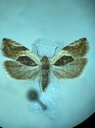 Attēlu rezultāti vaicājumam “Ancylis apicella”