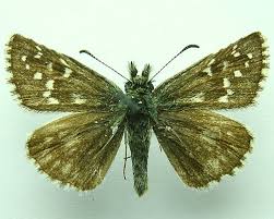 Attēlu rezultāti vaicājumam “Pyrgus serratulae”