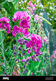 Attēlu rezultāti vaicājumam “Lathyrus tuberosus flower”