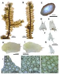 Attēlu rezultāti vaicājumam “Porella platyphylla”