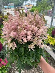 Image result for Astilbe