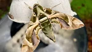 Image result for hawk moth