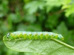 Attēlu rezultāti vaicājumam “Nematus ribesii larva”