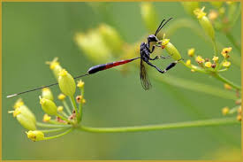 Attēlu rezultāti vaicājumam “Gasteruption jaculator imago”