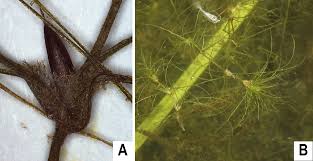 Attēlu rezultāti vaicājumam “Najas tenuissima leaf”