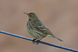 Image result for Anthus petrosus