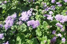 Image result for Ageratum houstonianum