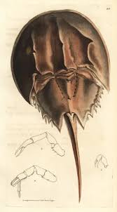 Image result for Limulus polyphemus