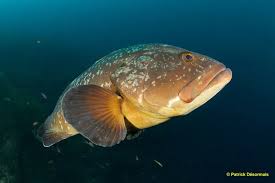 Image result for Epinephelus marginatus